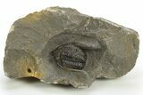 Multi-Toned Diademaproetus Trilobite - Ofaten, Morocco #310524-1